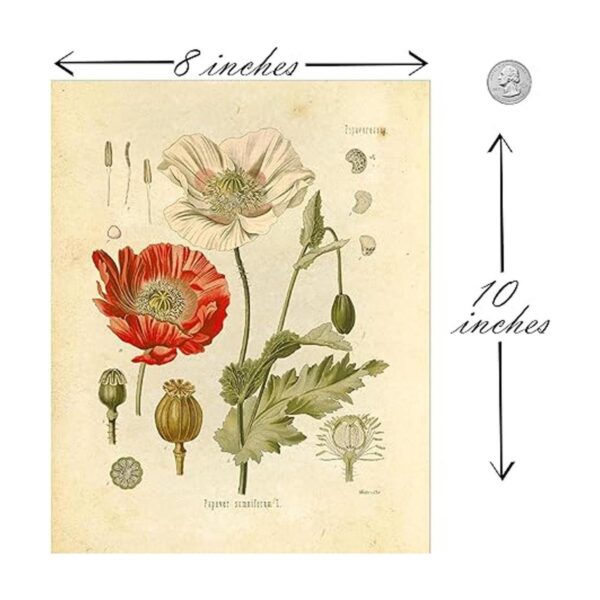 Botanical Prints Arte de pared floral con estampado de_2