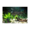 M2cbridge Decoraciones para acuarios Cueva Betta con