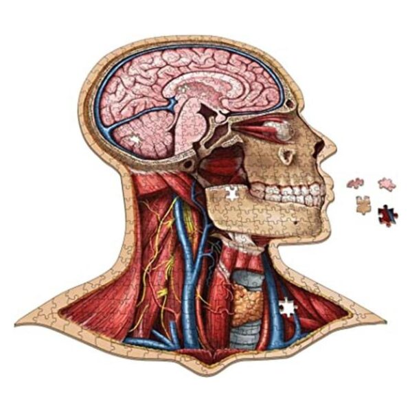 Genius Games Rompecabezas de anatomía de Dr. Livingston_1
