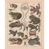 Meishe Art Póster con diseño de ranas de filomedusina y_1