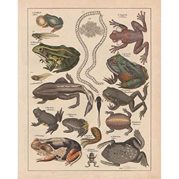 Meishe Art Póster con diseño de ranas de filomedusina y_1
