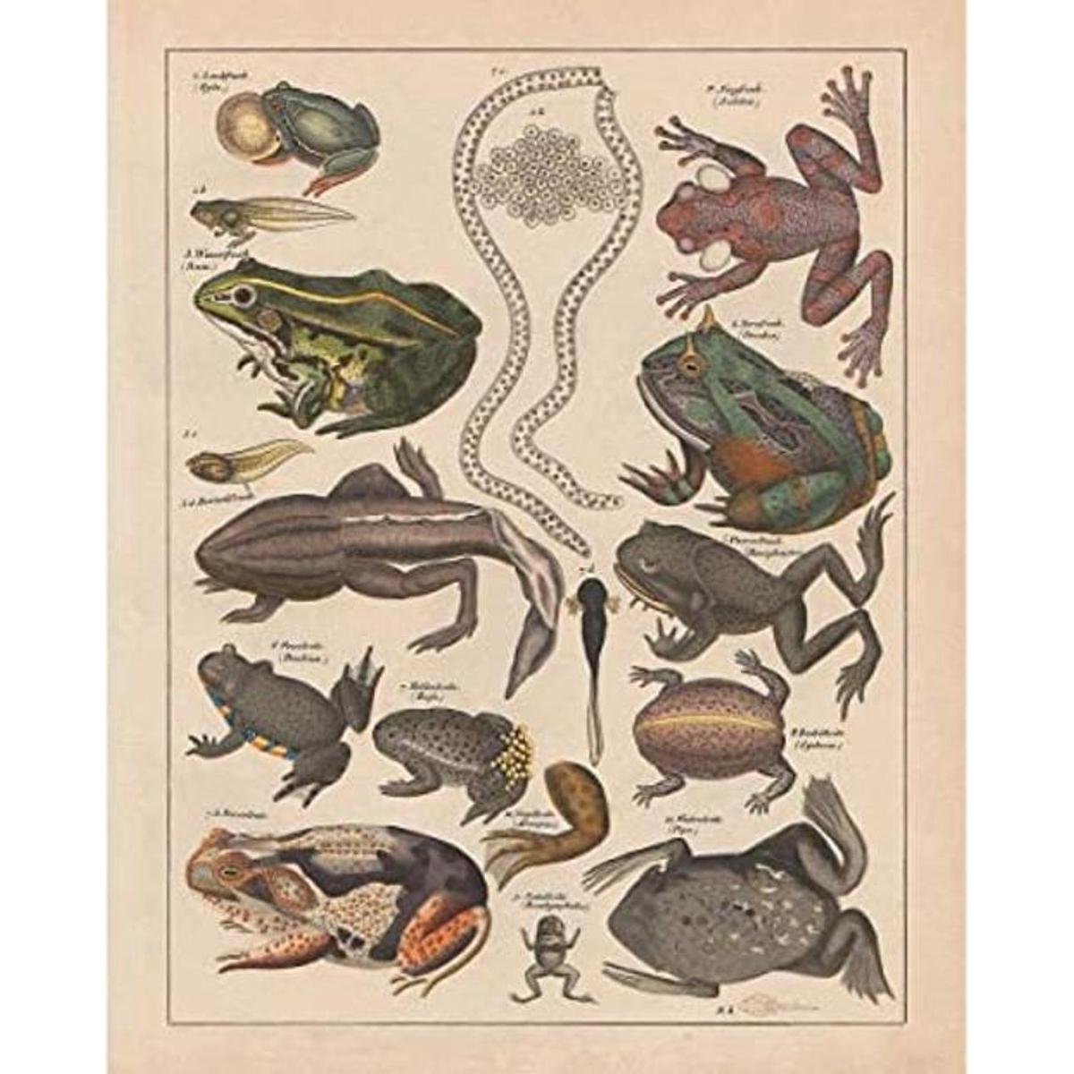Meishe Art Póster con diseño de ranas de filomedusina y
