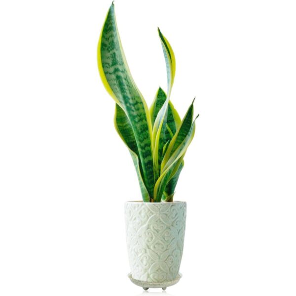 Idyllize Base de plástico transparente para plantas 5_6