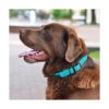 BRONZEDOG Collar de cuero enrollado para perro de cuerda