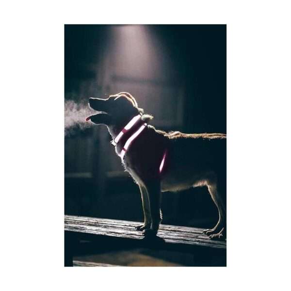 Embark Illuminate Collar de perro reflectante Hecho con_4