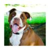 Herm Sprenger Collar de entrenamiento para perros con_2