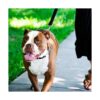Herm Sprenger Collar de entrenamiento para perros con_5