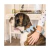 Pettsie Collar de perro con pajarita y pulsera de la_6