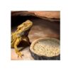 CalPalmy Paquete de 2 cuencos de comida para reptiles