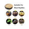 CalPalmy Paquete de 2 cuencos de comida para reptiles