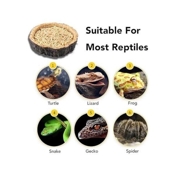 CalPalmy Paquete de 2 cuencos de comida para reptiles