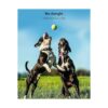 Soporte AirTag para todos los collares de perro funda_6