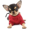 LOPHIPETS Camiseta 100 algodón para perros pequeños