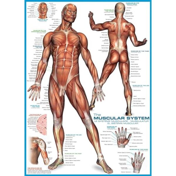 Eurographics sistema muscular Puzzle 1000 piezas_2