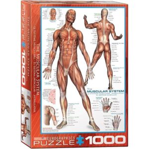 Eurographics sistema muscular Puzzle 1000 piezas_1