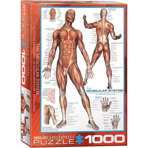 Eurographics sistema muscular Puzzle 1000 piezas_1