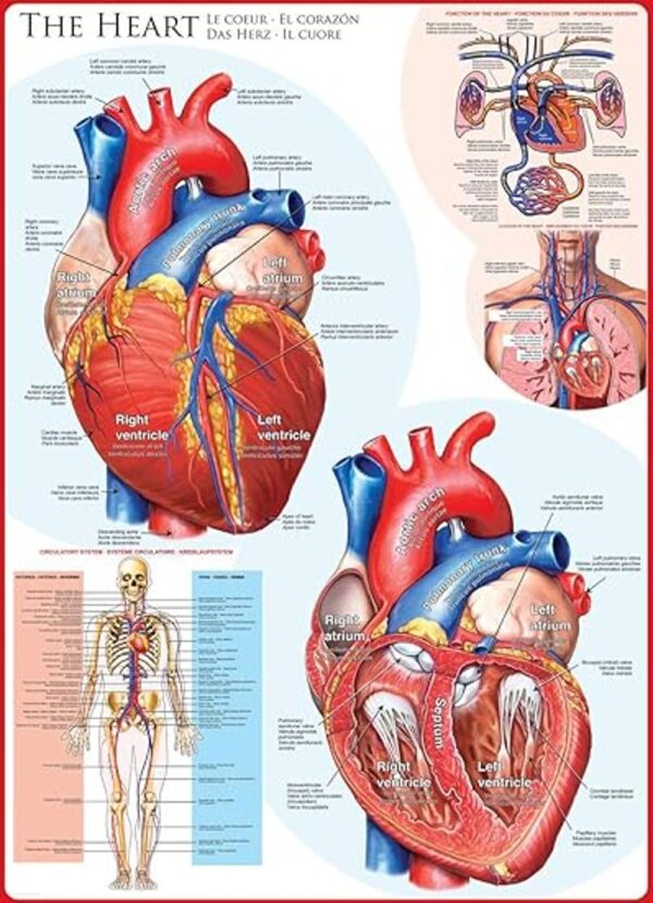 EuroGraphics Puzzle 1000 piezas diseño de cuerpo humano_2