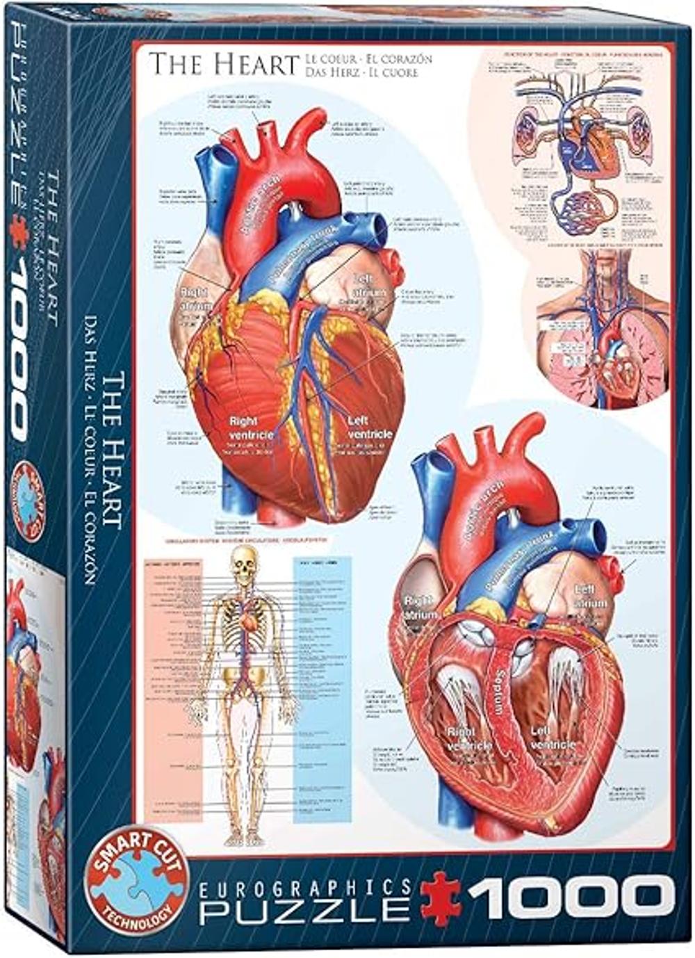 EuroGraphics Puzzle 1000 piezas diseño de cuerpo humano