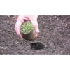 Herramientas para plantación Proplugger 5 en 1 para césped_6
