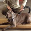 ShopVac 9190400 Herramienta de aseo para perros de 1.14