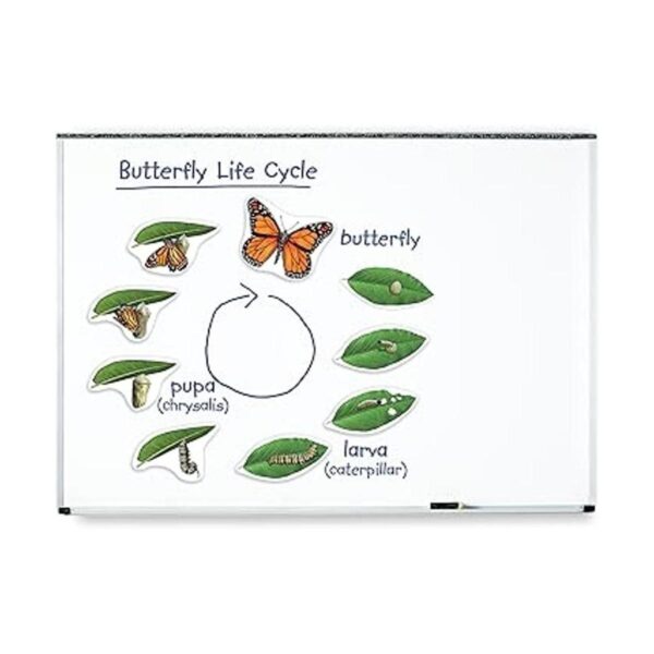 Learning Resources Ciclo de vida de mariposas 9 piezas_2