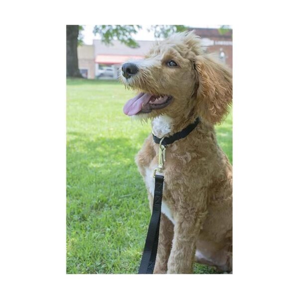 Country Brook Petz Collar de nailon premium para perro