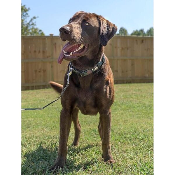 Country Brook Petz Collar de perro de lujo Woodland Camo