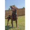 Country Brook Petz Collar de perro de lujo Woodland Camo
