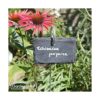 GardenMate Paquete de 10 etiquetas para plantas de_4