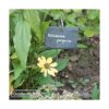 GardenMate Paquete de 10 etiquetas para plantas de_5