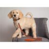 Chicago Bears Leash_3