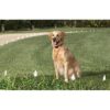 Sparky PetCo Collar cuadrado de repuesto para Garmin_3