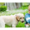 Sparky Pet Co Reflectante Amarillo 1 Hebilla Rodillo Alto_5