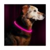 BSEEN Collar de perro LED recargable por USB collar de
