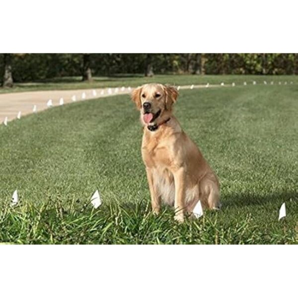 Sparky Pet Co Reflectante Amarillo 1 Hebilla Rodillo Alto_4