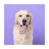 Sjane Lazos para perro 50 unidades delicados varios