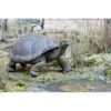 Safari Ltd Incredible Creatures Galapagos Tortoise de_4