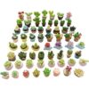 SIX VANKA Plantas en maceta en miniatura decoración de