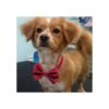JpGdn 10 corbatines para perros pequeños lazos para el