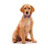 JpGdn 10 corbatines para perros pequeños lazos para el