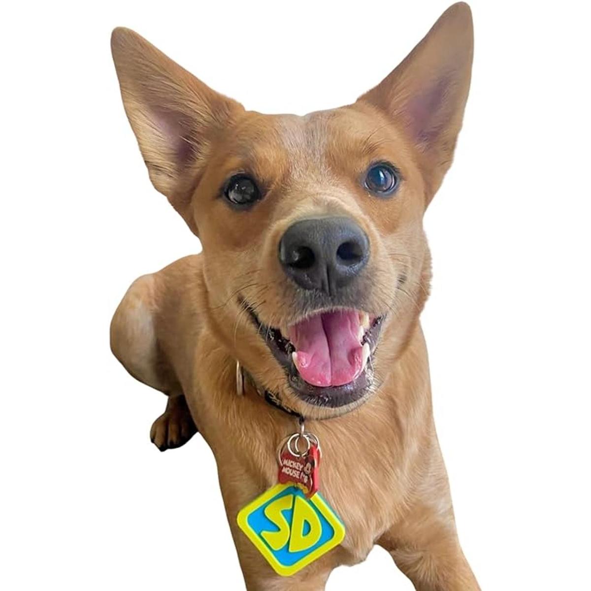 ComfyCamper SD Dog Halloween Costume Collar Tag for Small