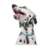 Now House for Pets by Jonathan Adler Jonathan Adler Now
