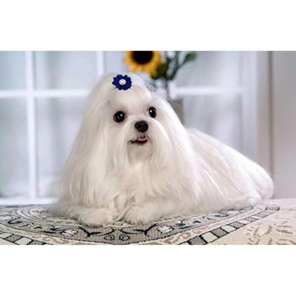 JpGdn 50 lazos de pelo para perros pequeños medianos