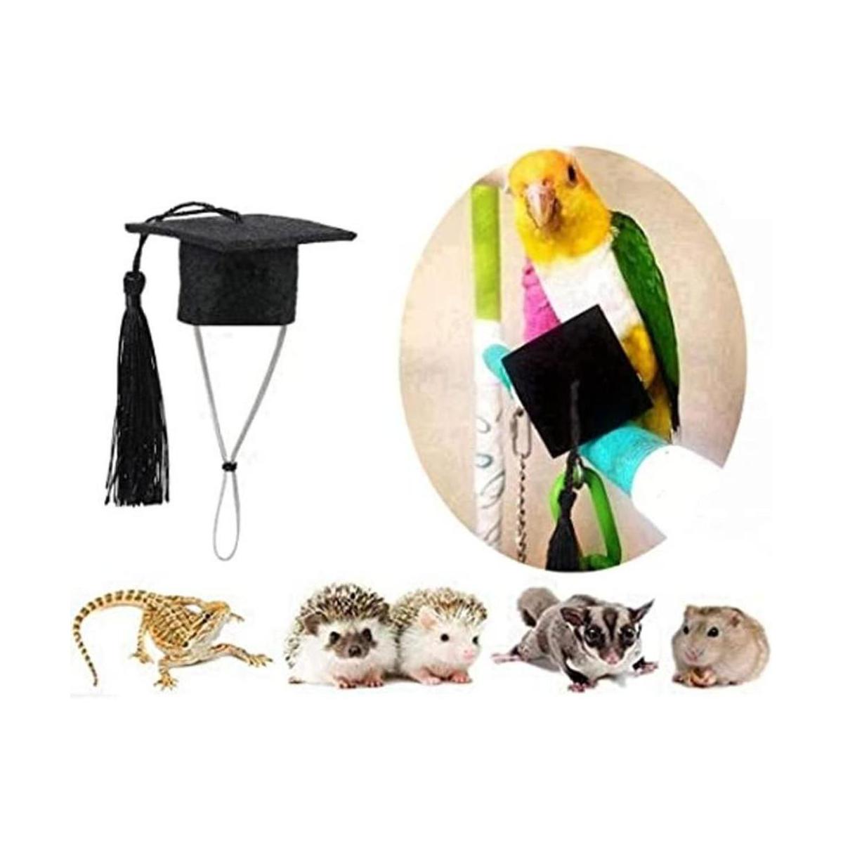 Pequeñas gorras de graduación de animales pequeños con
