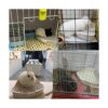 Hamiledyi Bunny Litter Pet Toilet Orinal Trainer Corner
