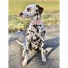Elegante collar para perro con moño cómodo moño para