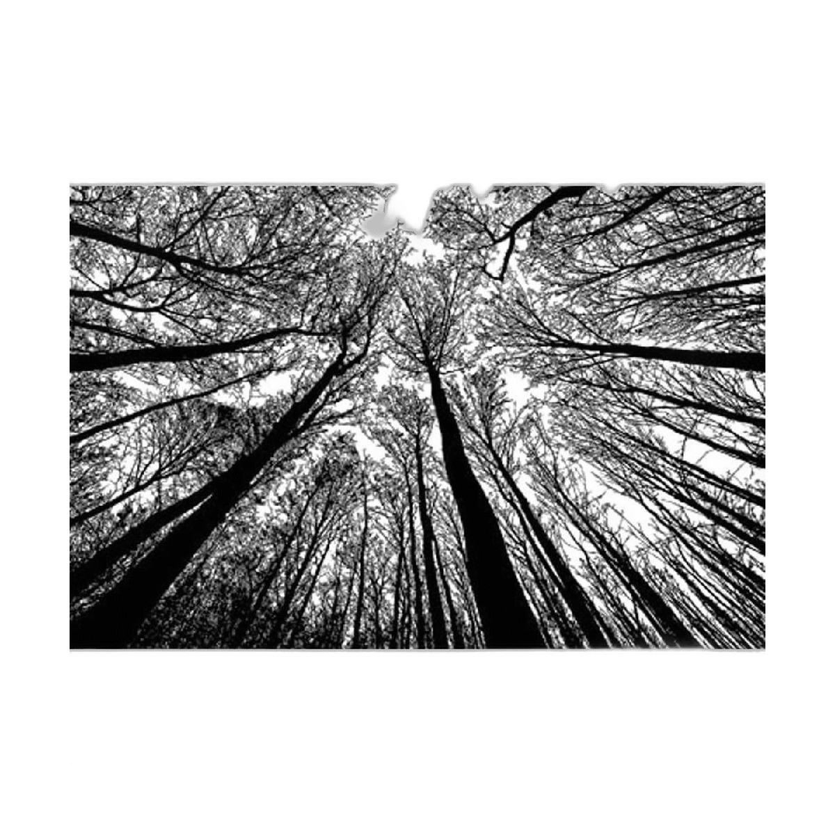 Bgraamiens Puzzle Bosque en blanco y negro 1000 piezas
