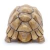 PPCLION Colección de figuras de estatua de tortuga