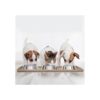 DogBuddy Dog Food Mat Waterproof Dog Bowl Mat Silicone_5