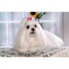 JpGdn 100 lazos para el pelo de perro con bandas de goma